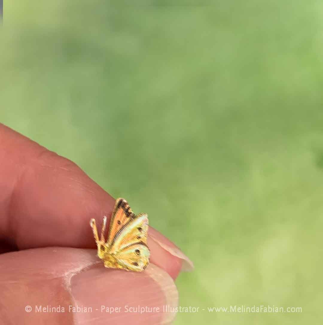 Tiny butterfly