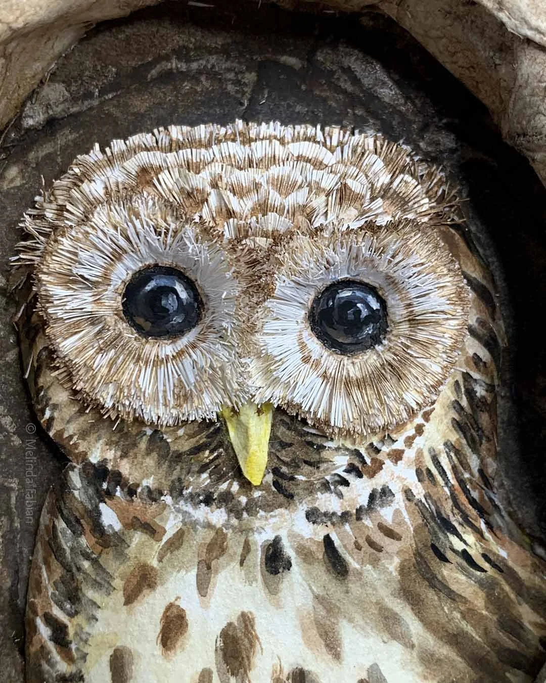 Barred Owl 3D Paper Sculpture