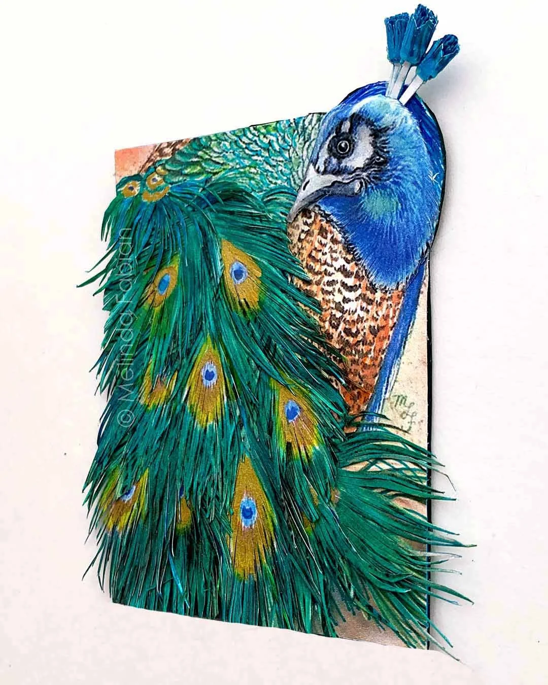 Paper_Peacock_Melinda_Fabian_.2B.jpg