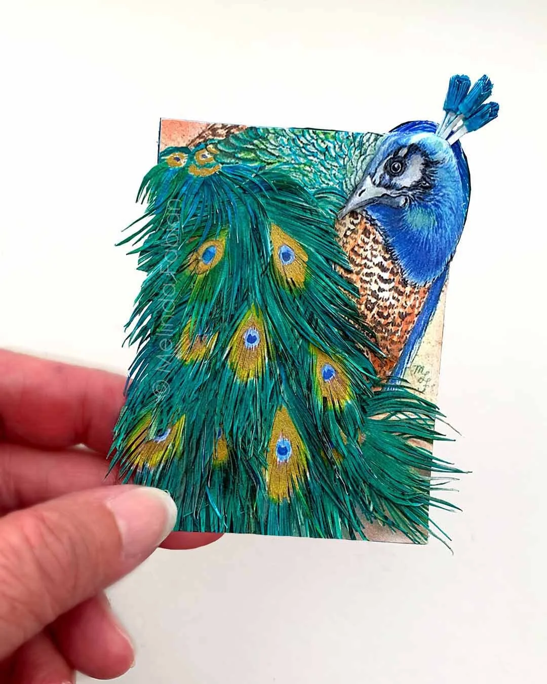Paper_Peacock_Melinda_Fabian_.3B.jpg