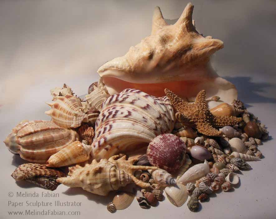 Selection of sea shells print by Science Photo Library