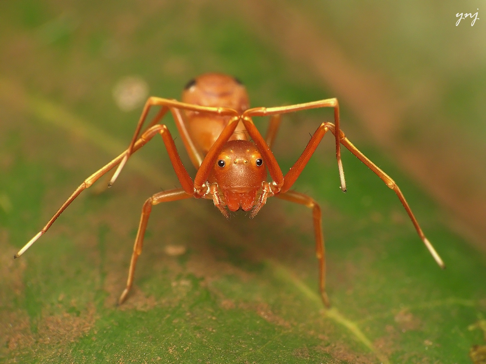 Ant Mimic Spider, taken with Canon SX50 + Raynox DCR 250