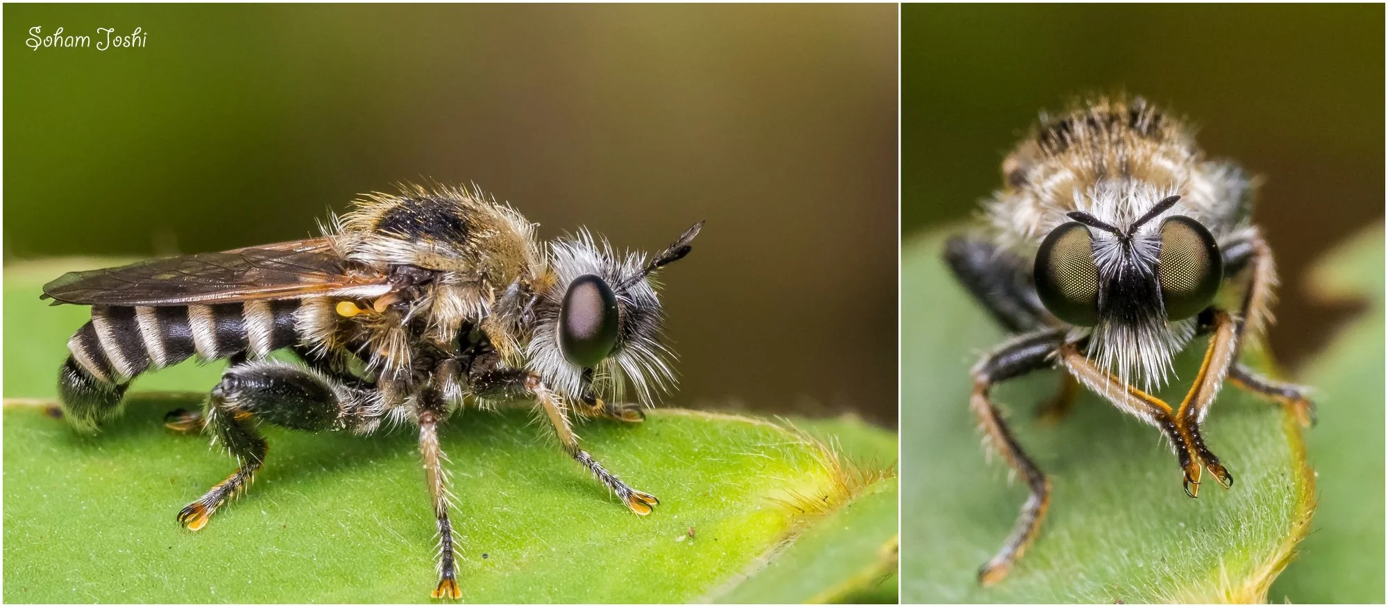 Soham Robberfly Macro Collage_sflr.jpg