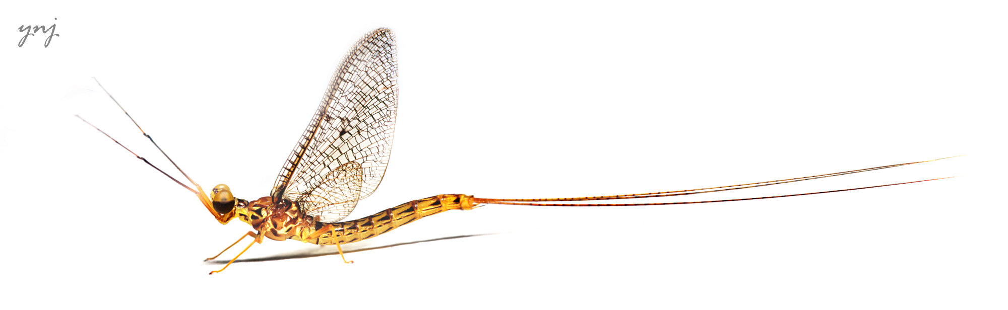 Mayfly.. panorama and stack of 6 images