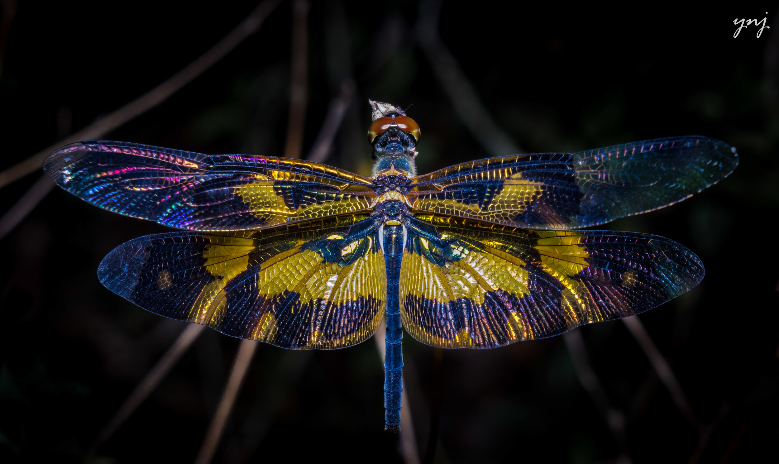Picture Wing Dragonfly.. with 18-55 @ 55mm (Auto-Focus: ON)