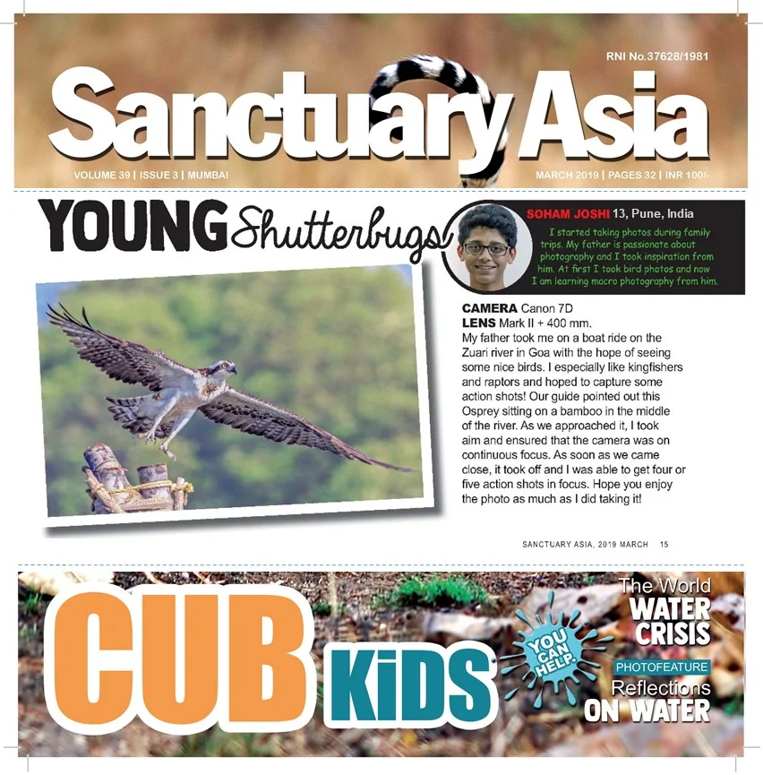 Soham_Sanctuary_Asia_Mar_19_osprey.jpg
