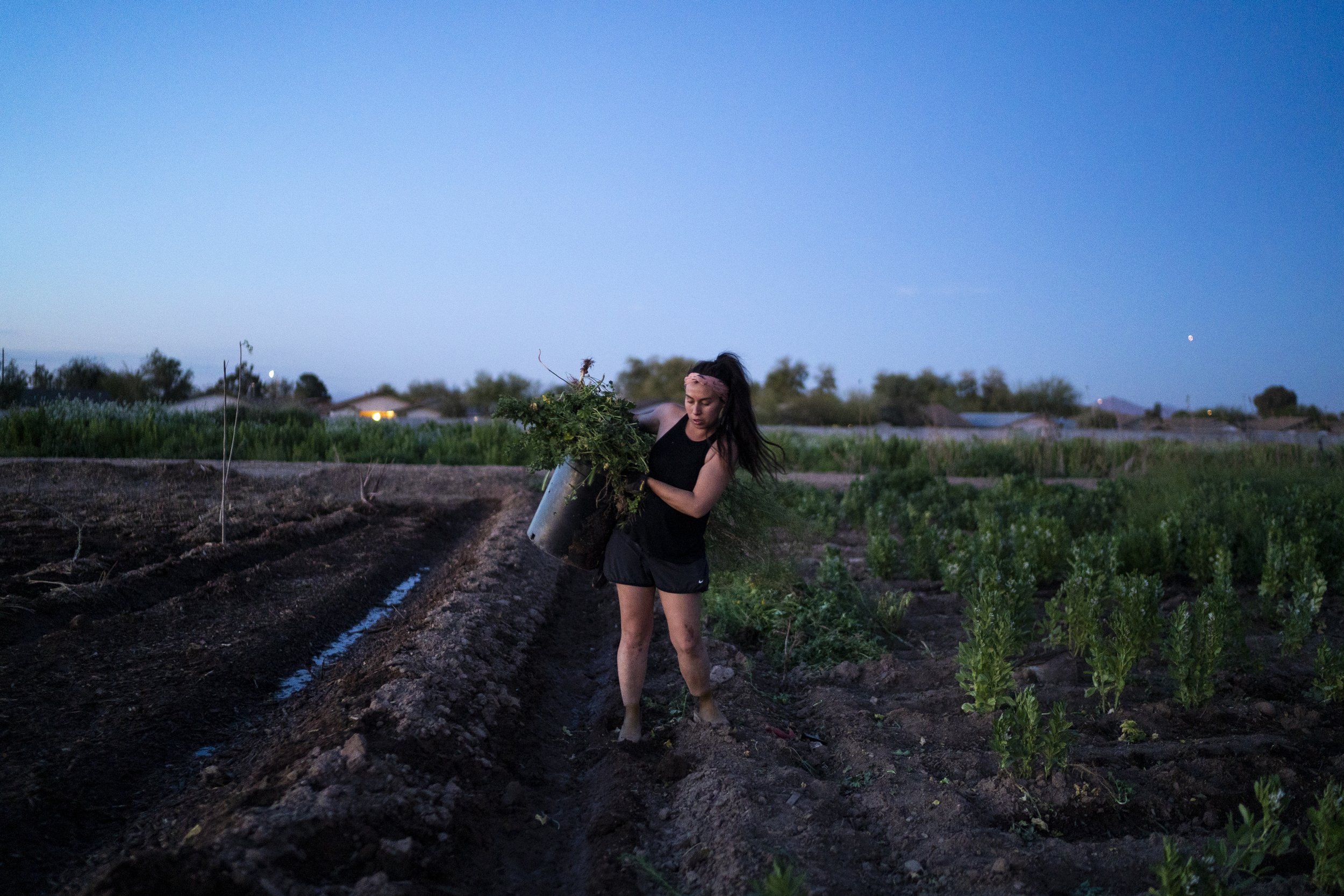  Alexis Ruby Trevizo picks weeds at dusk at the Food Forest Cooperative farm on Thursday, March. 17, 2022, in Phoenix. The co-op utilizes a 1.5 acre plot of land located on Spaces of Opportunity in South Phoenix with the goal of making culturally app