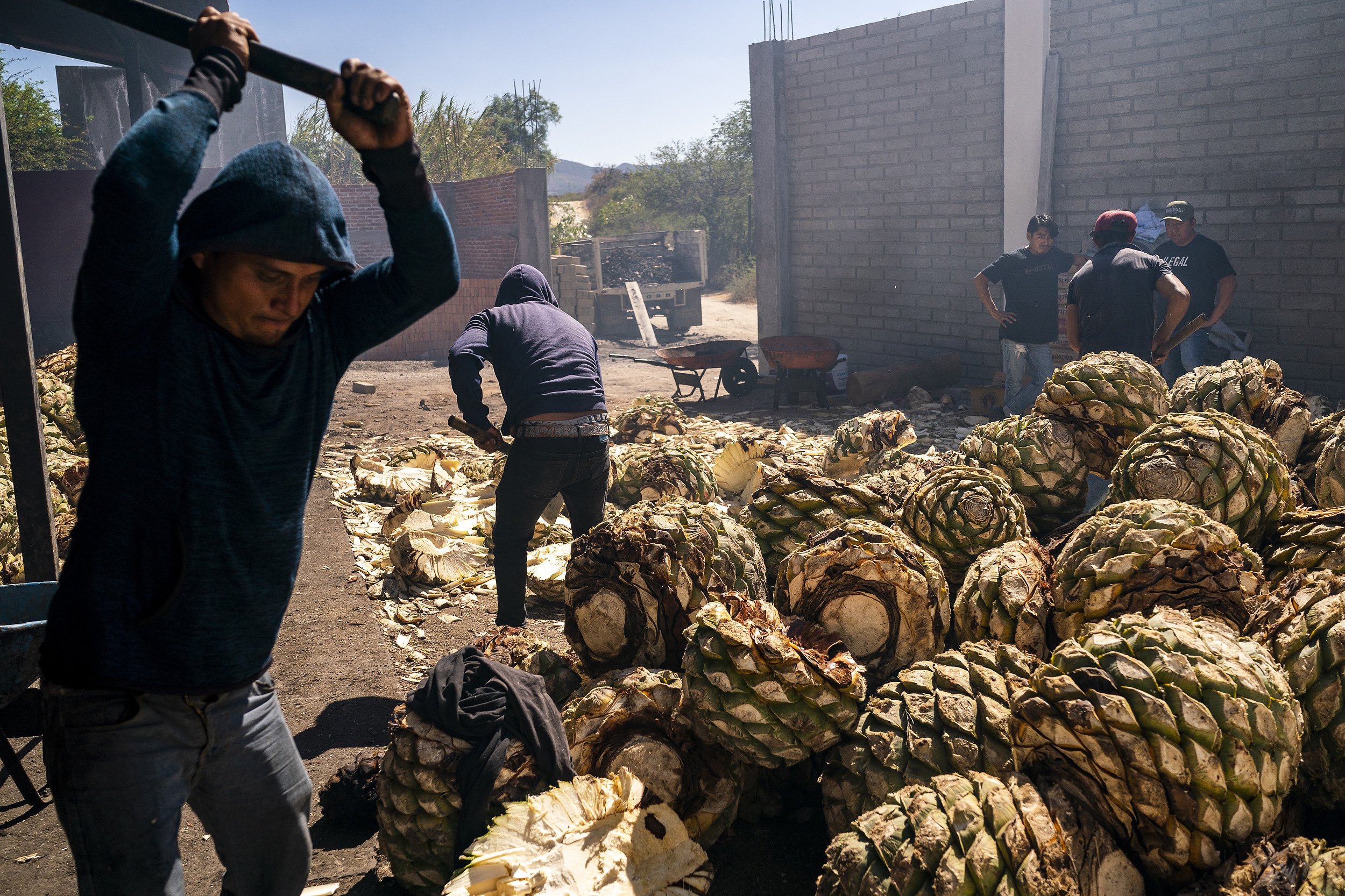  Employees cut agave hearts to place in the oven at Mal de Amor on Dec. 7, 2021, in Santiago Matatlán, Oaxaca, Mexico. The workers, who live in a town only 15 minutes away called Xaaga, cut through roughly 13 tons of agaves in six hours which distill