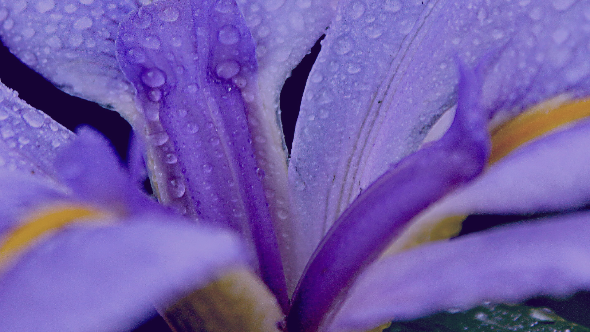 Breath: A Way of Restoration, Renewal and Vitality