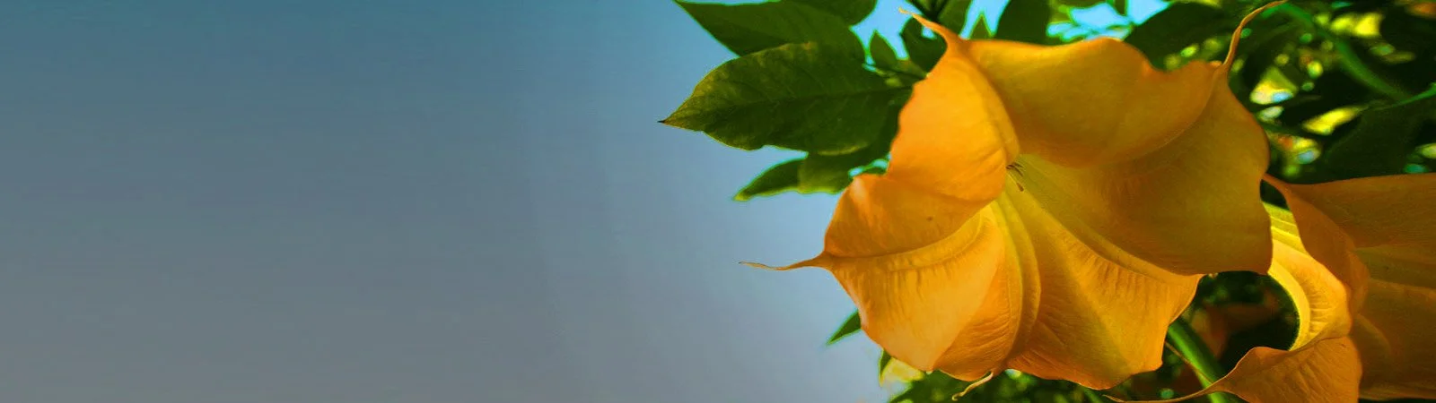 Clearing the Unconscious through Free-form Writing