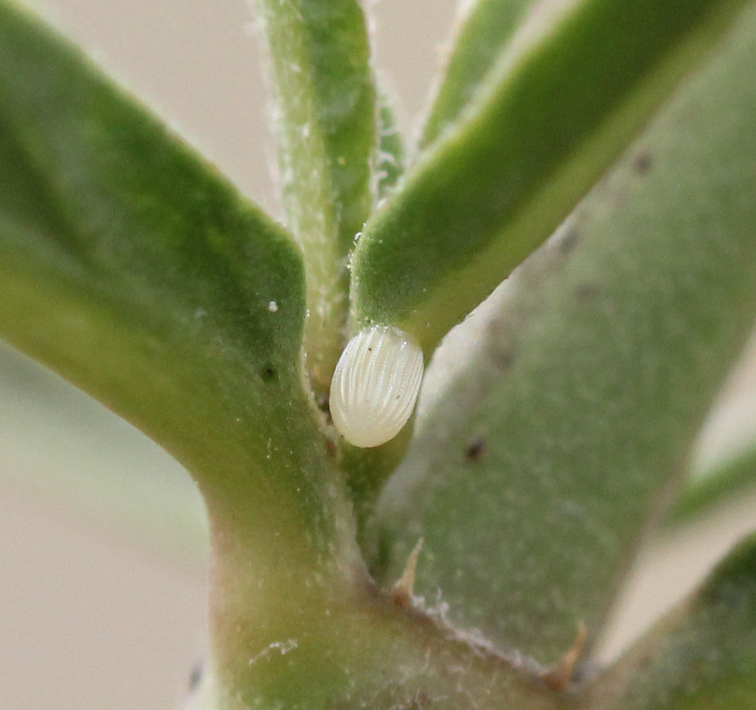 Monarch egg.jpg