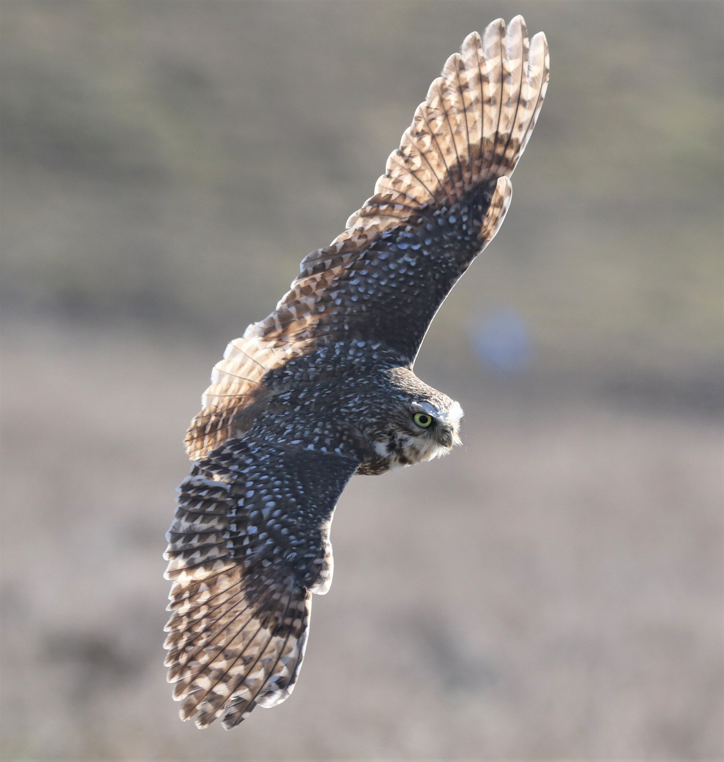 Burrowing Owl 29Dec2020 Shoreline.jpg