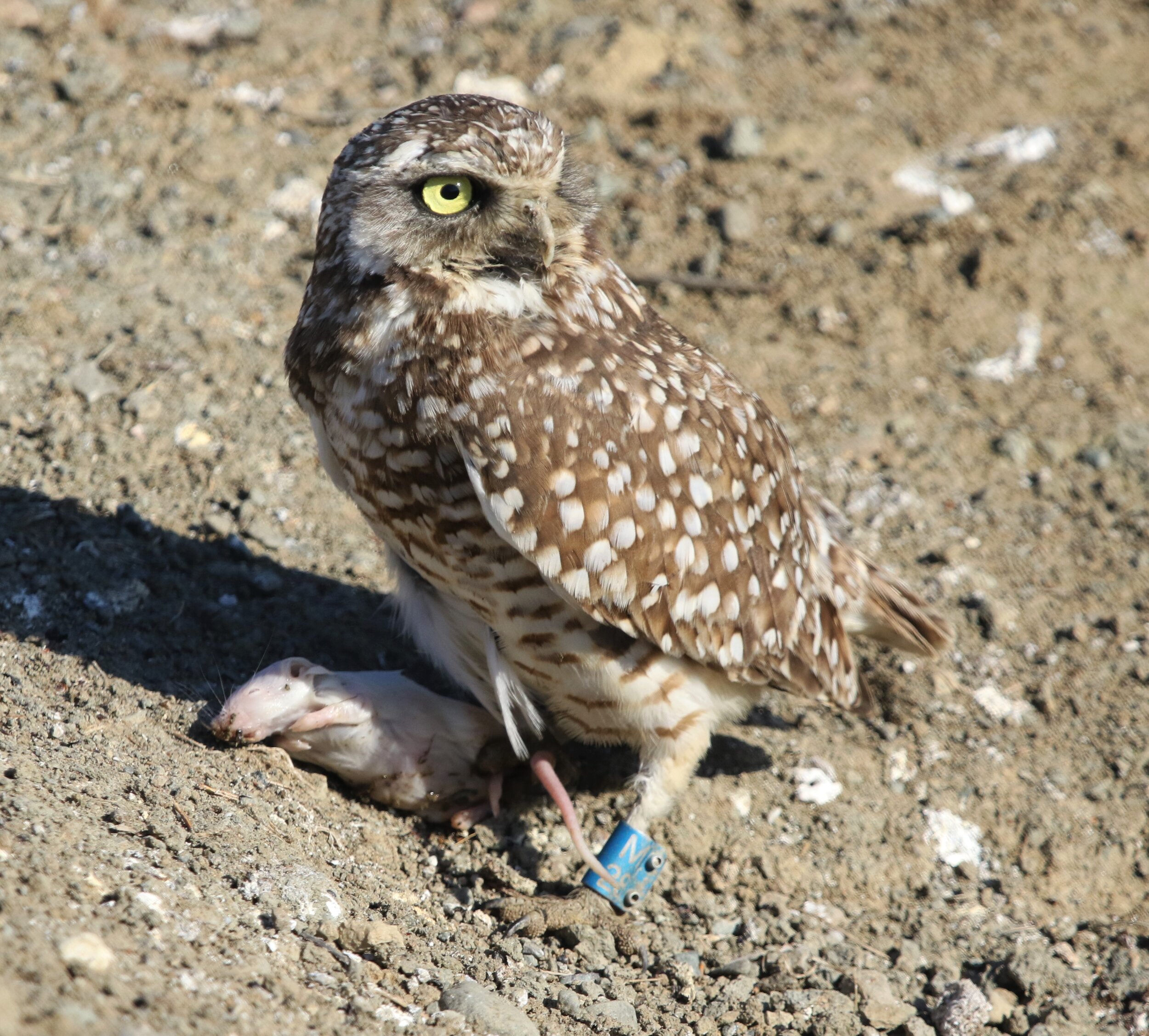 Burrowing Owl 21Dec2020 Ryan Phillips Shoreline .jpg