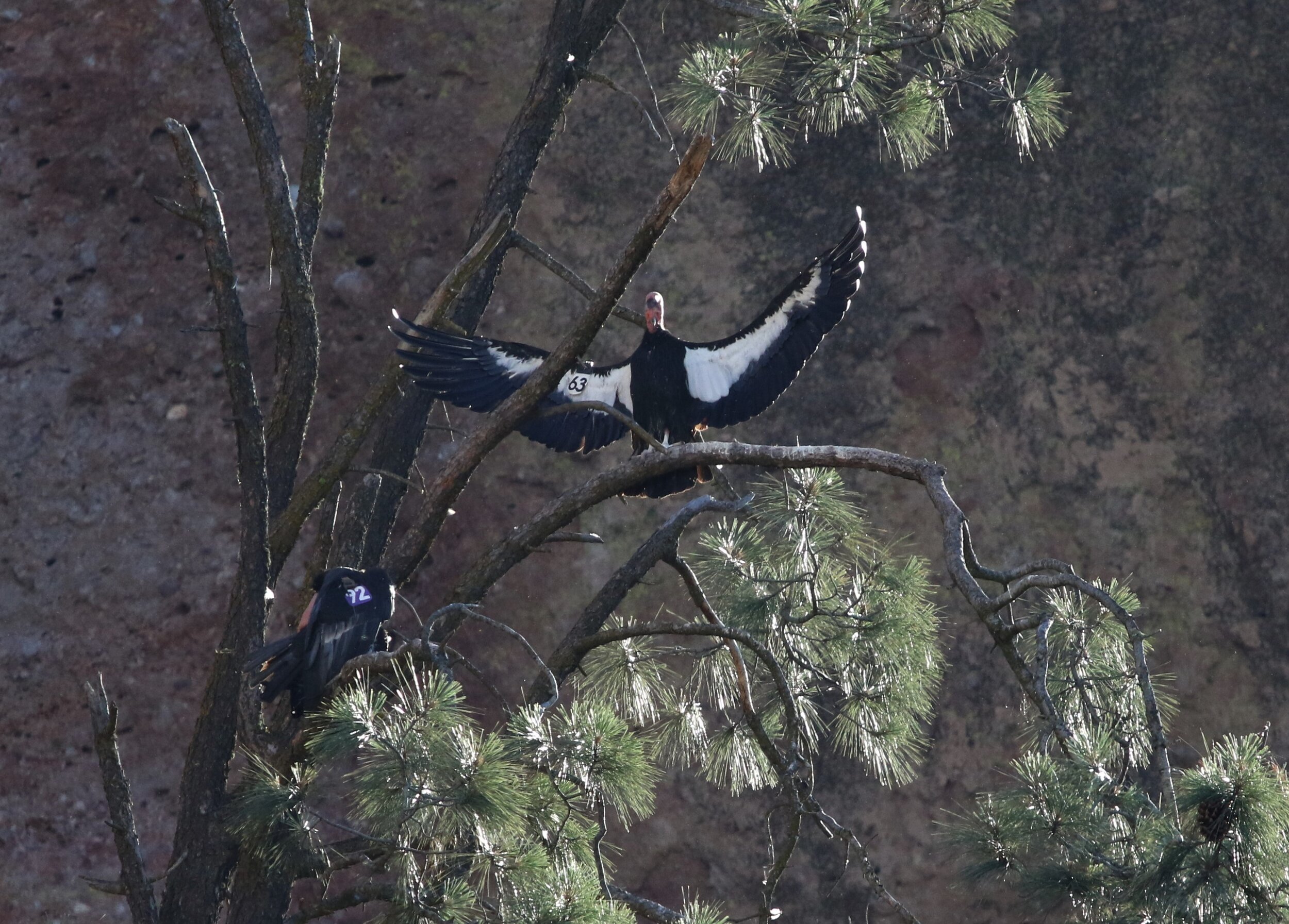 California Condor2 pair 9June2019 Pinnacles NP .jpg