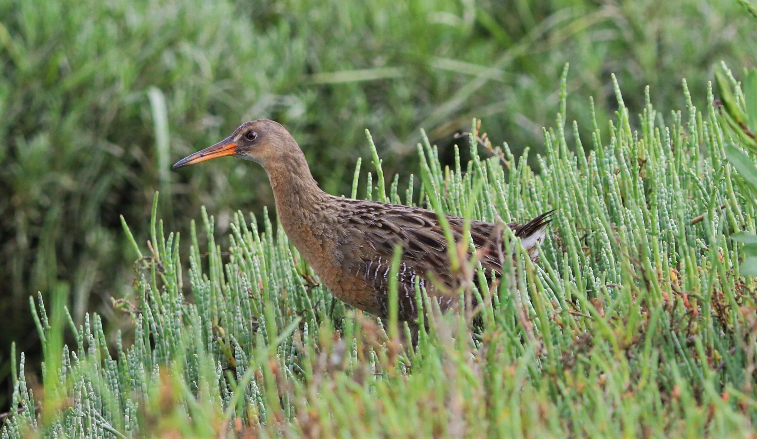 Ridgway's Rail2 26April2019 Shoreline .jpg