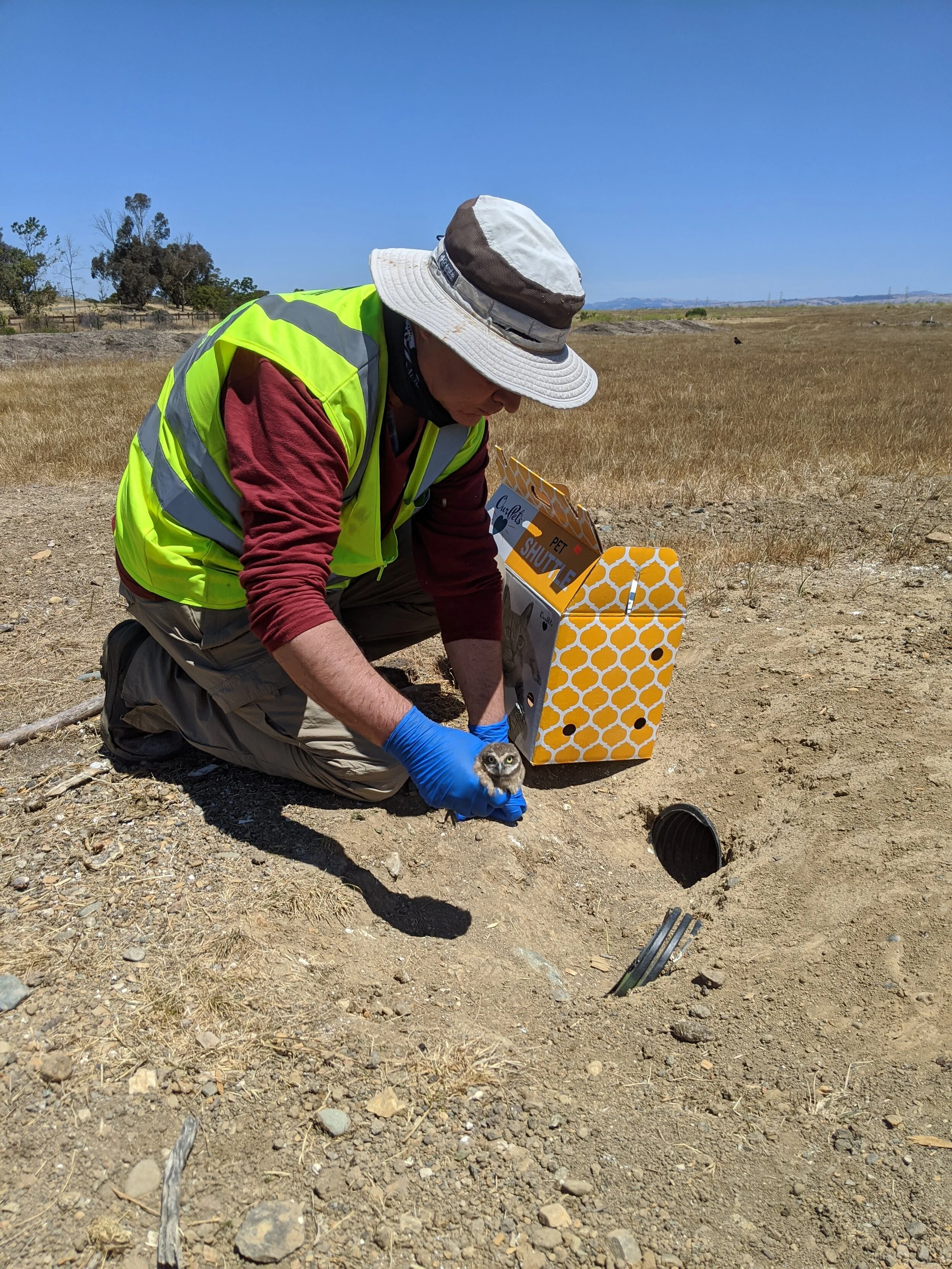 owl release phil.jpg