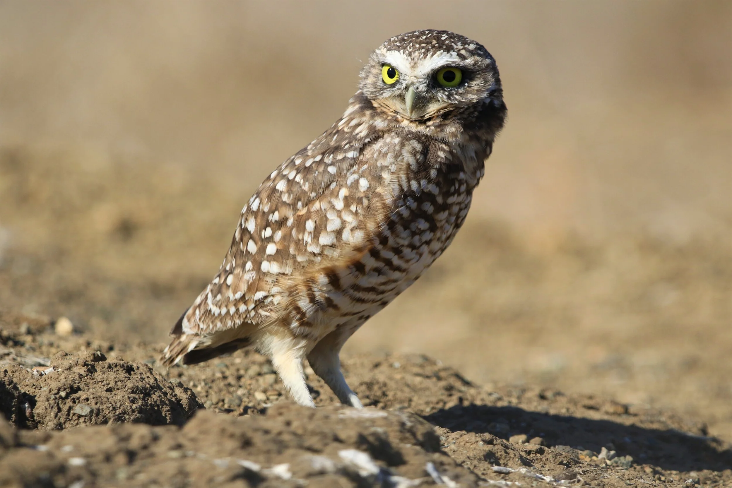 Burrowing Owl Shoreline .jpg