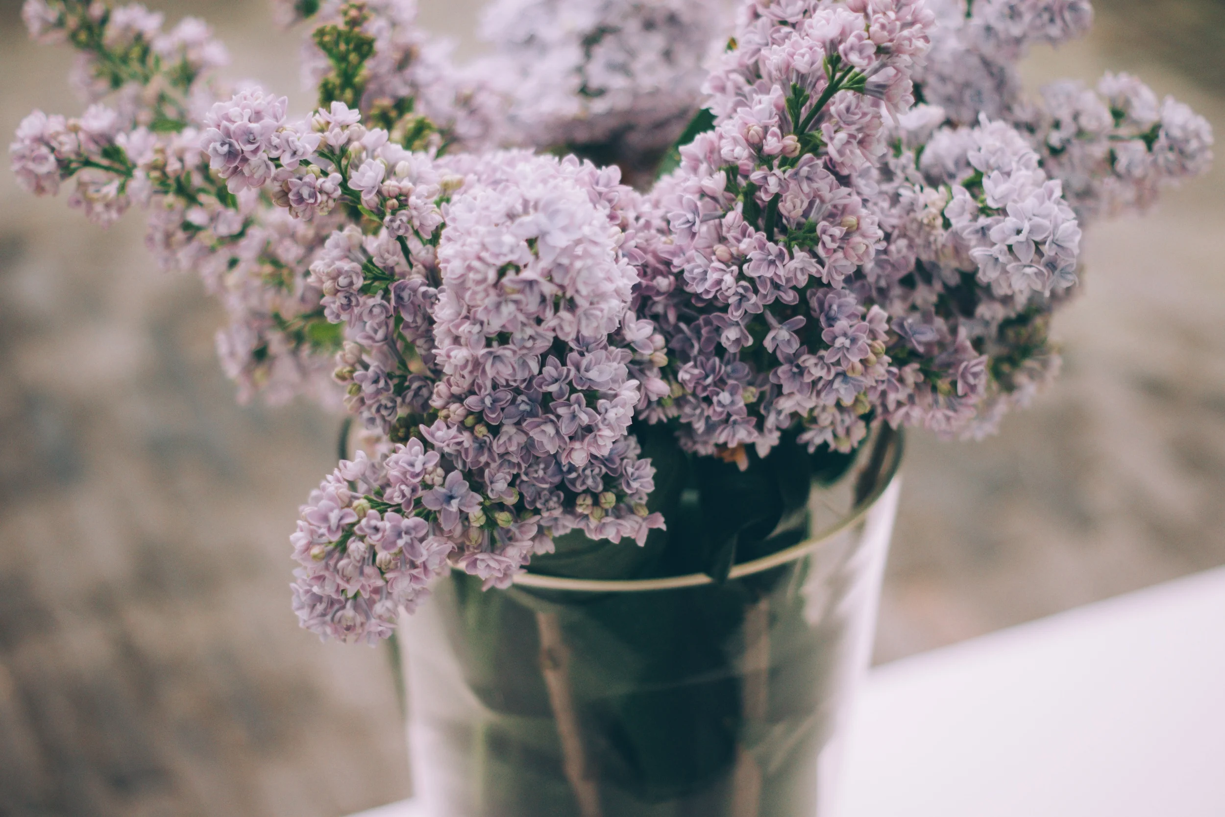 lavenderflowers.jpg