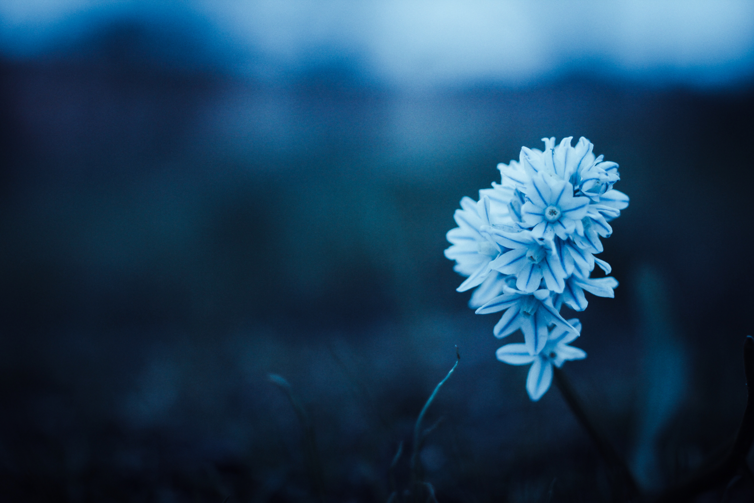 blueflower.png