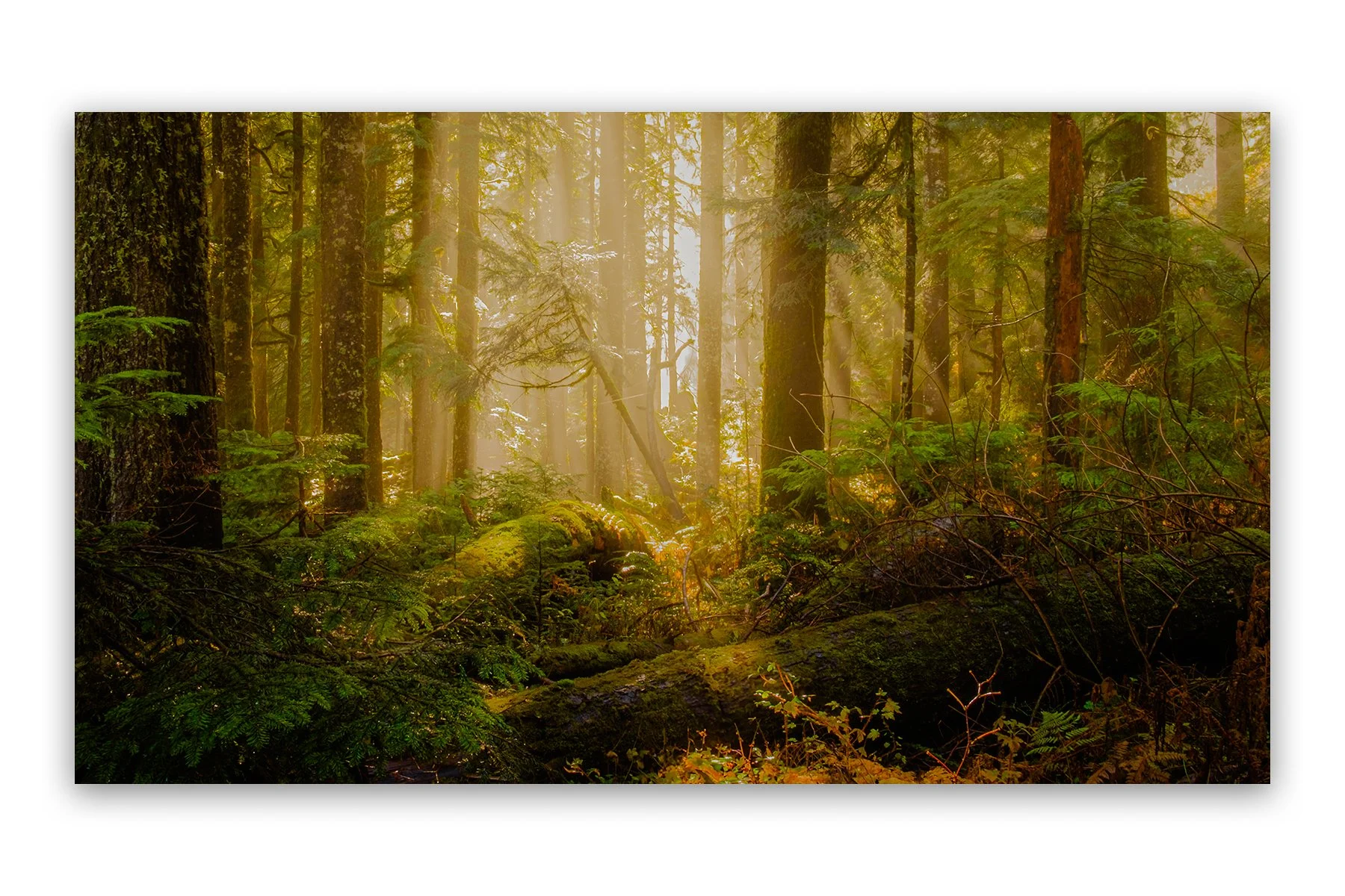 portfolio26.jpg
