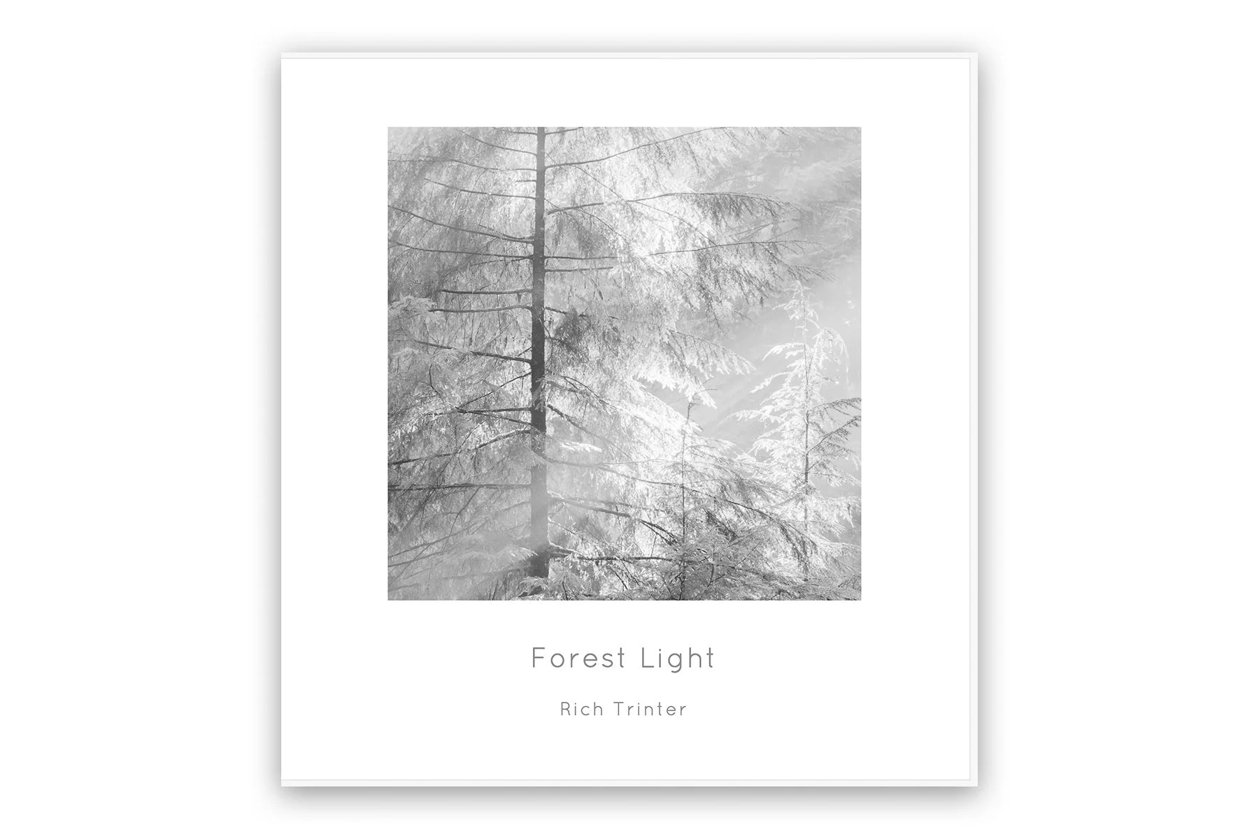  forestltfcover.jpg