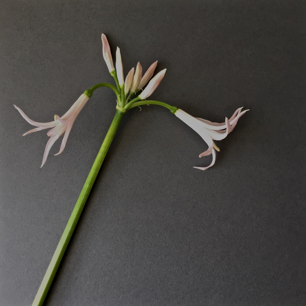 iphonography-flowers-nerine-grey.jpg