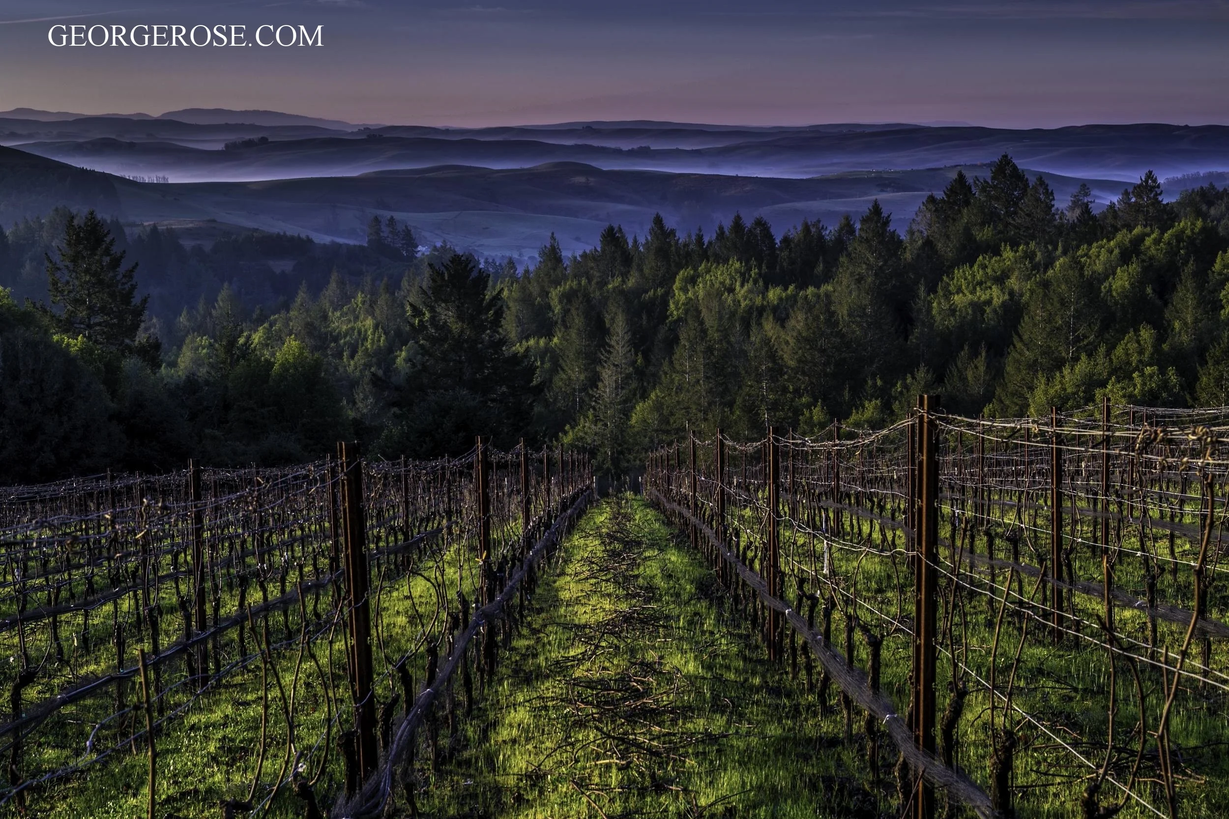 Platt Vineyard, Sonoma Coast 2016 Order aluminum print