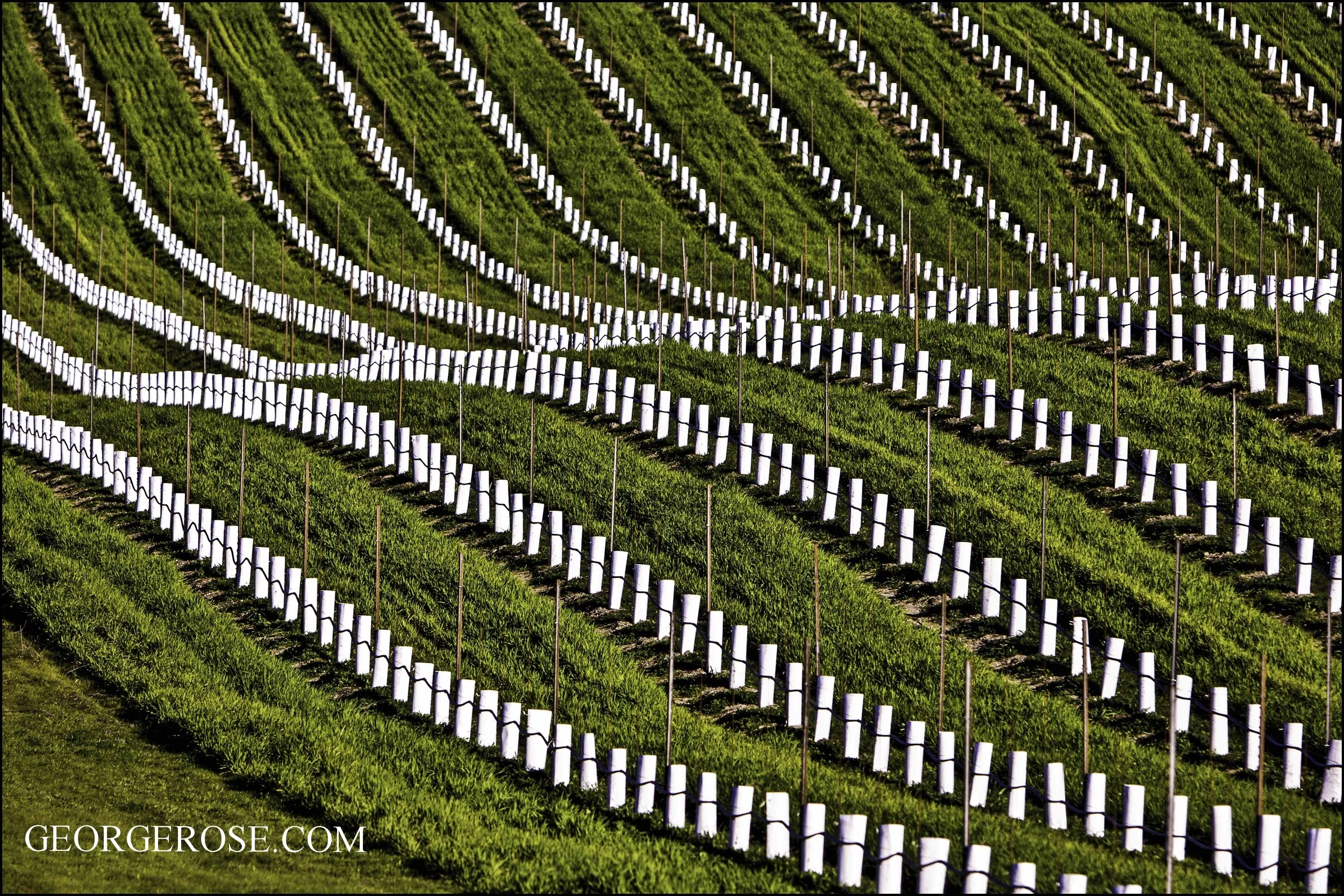 New Vineyard, Paso Robles 2013 Order aluminum print