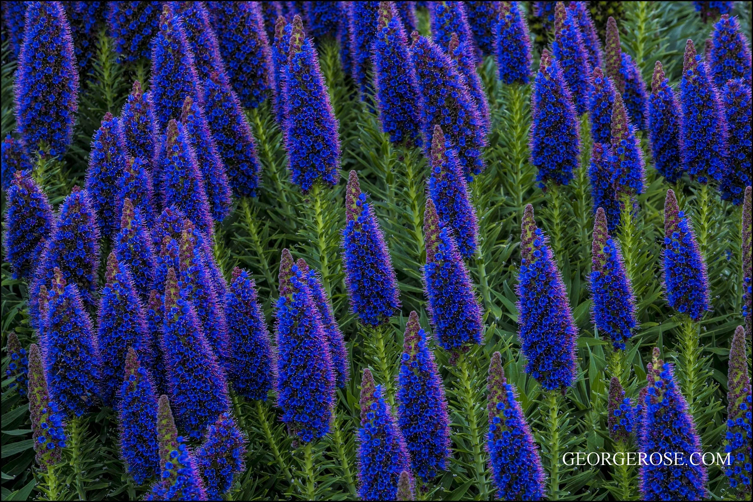 Pride of Madeira, Sonoma Coast 2014 Order aluminum print