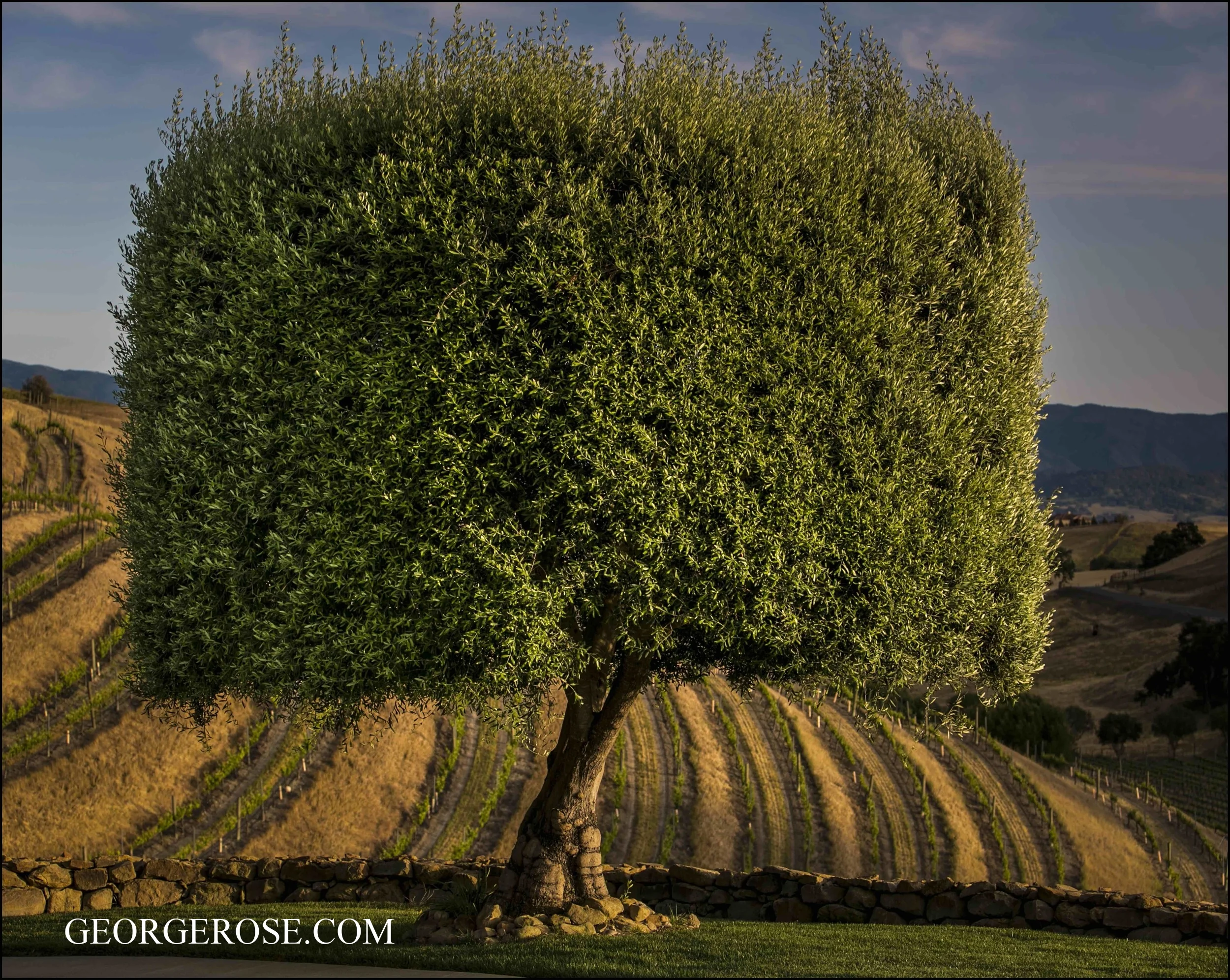 Olive Tree, Ballard Canyon, Santa Ynez Valley 2015 Order aluminum print