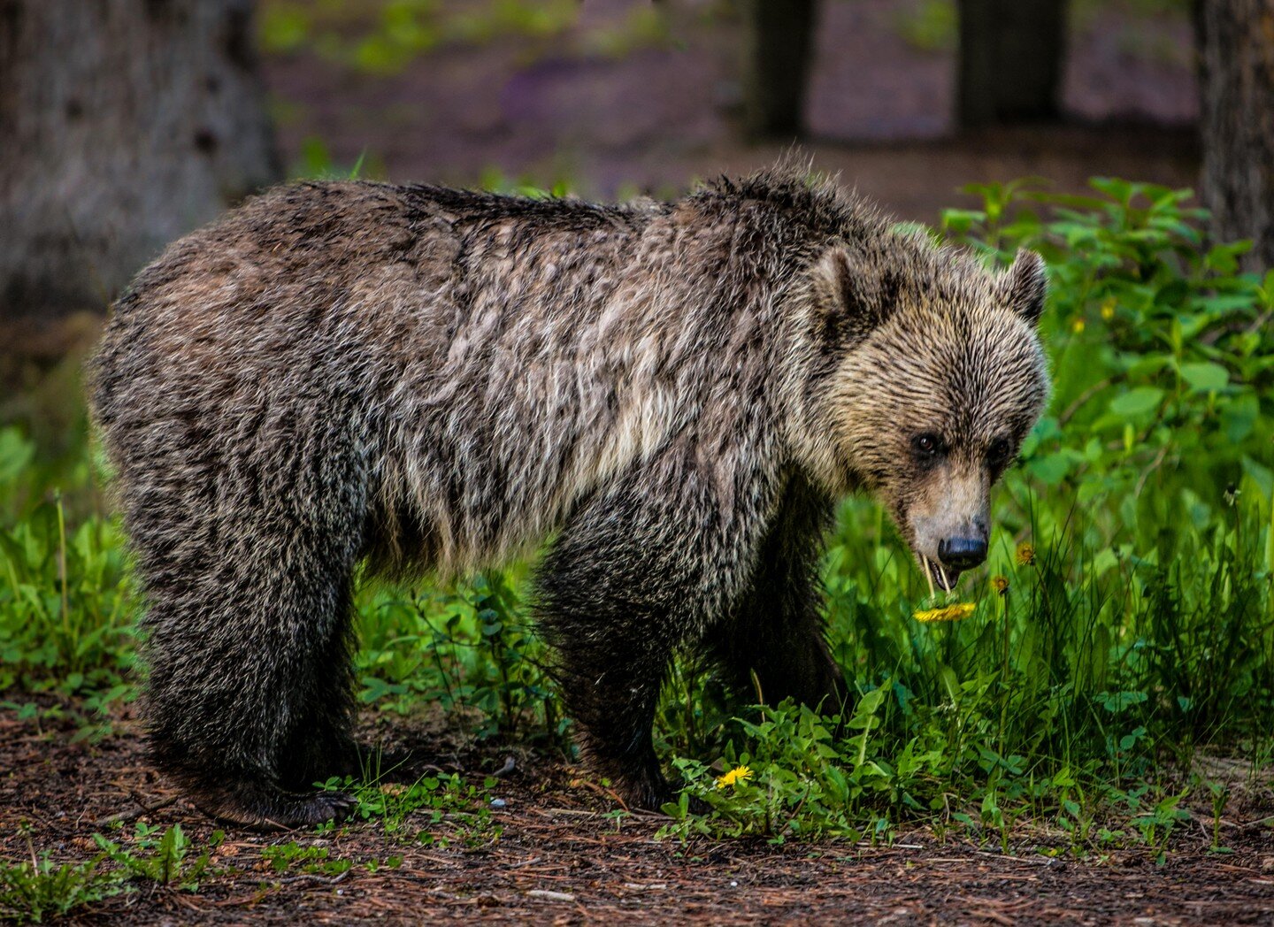 GRIZZLY EATING DANDELIONS, LAKE LOUISE, BANFF NATIONAL PARK, ALBERTA, CANADA 2013 www.georgerose.com