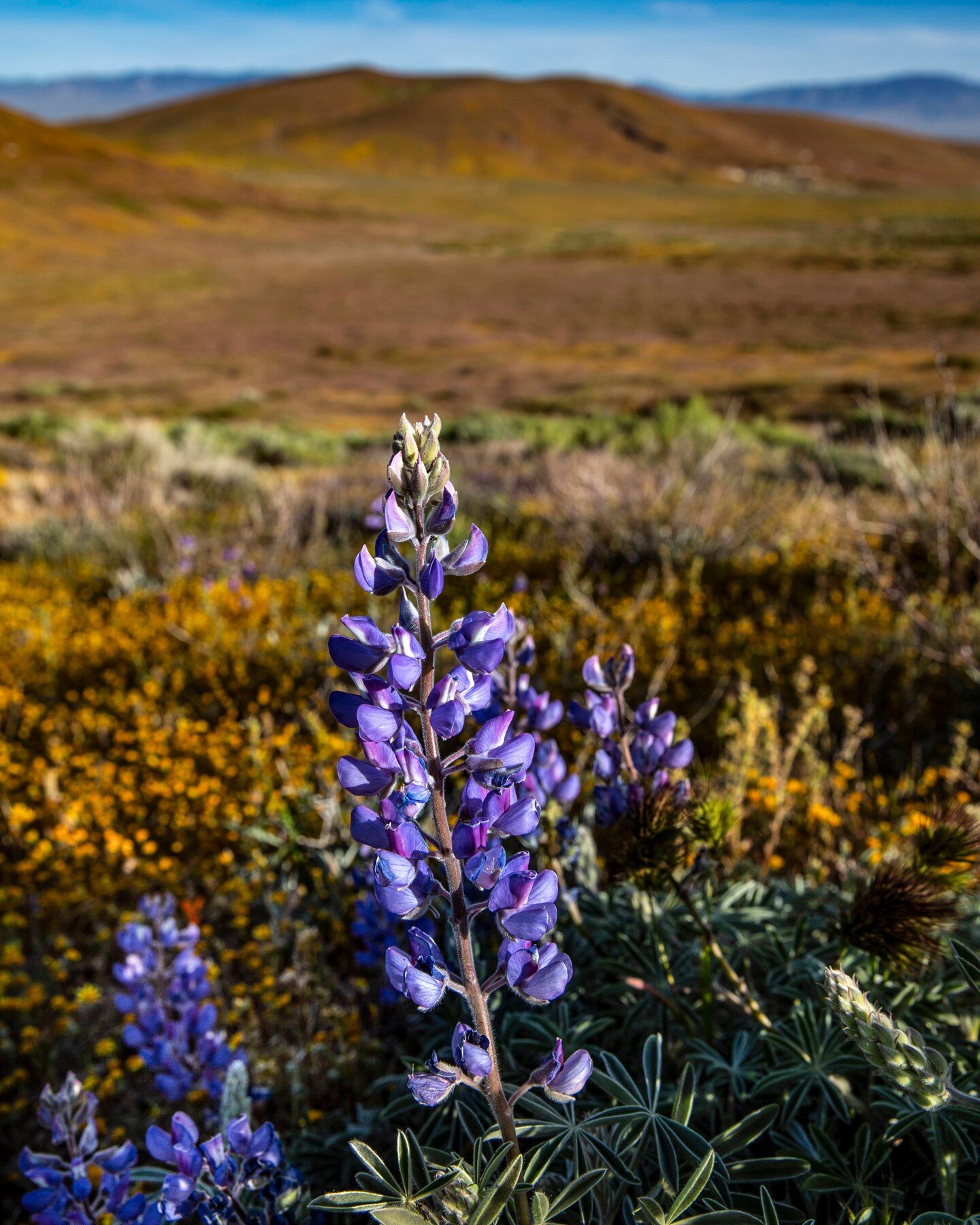 LUPINE, 
ANTELOPE VALLEY POPPY RESERVE, 
MOJAVE DESERT, 
CALIFORNIA 4/22/23 
www.georgerose.com