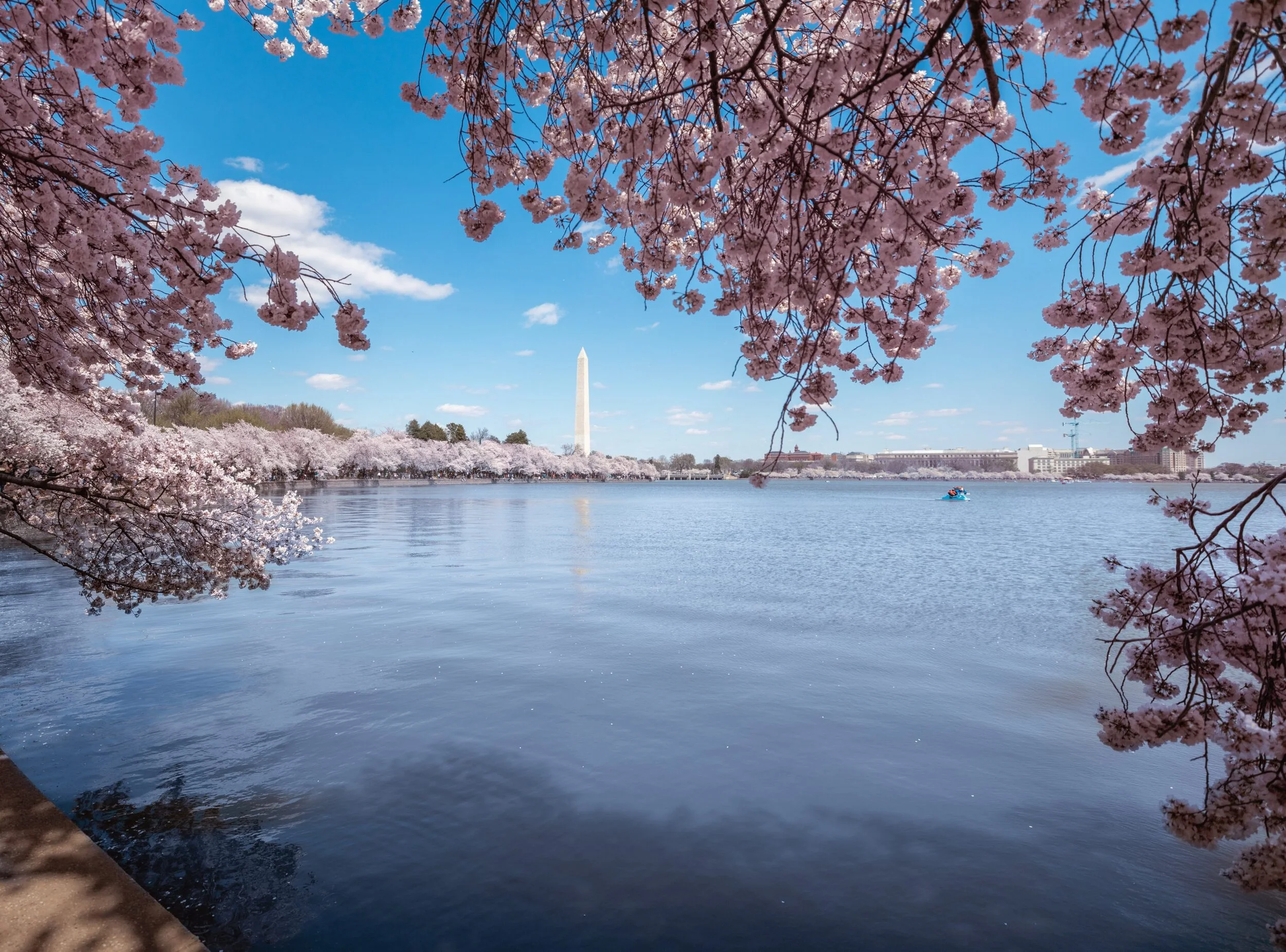 washington-monument-cherry-blossoms-tidal-basin.jpg