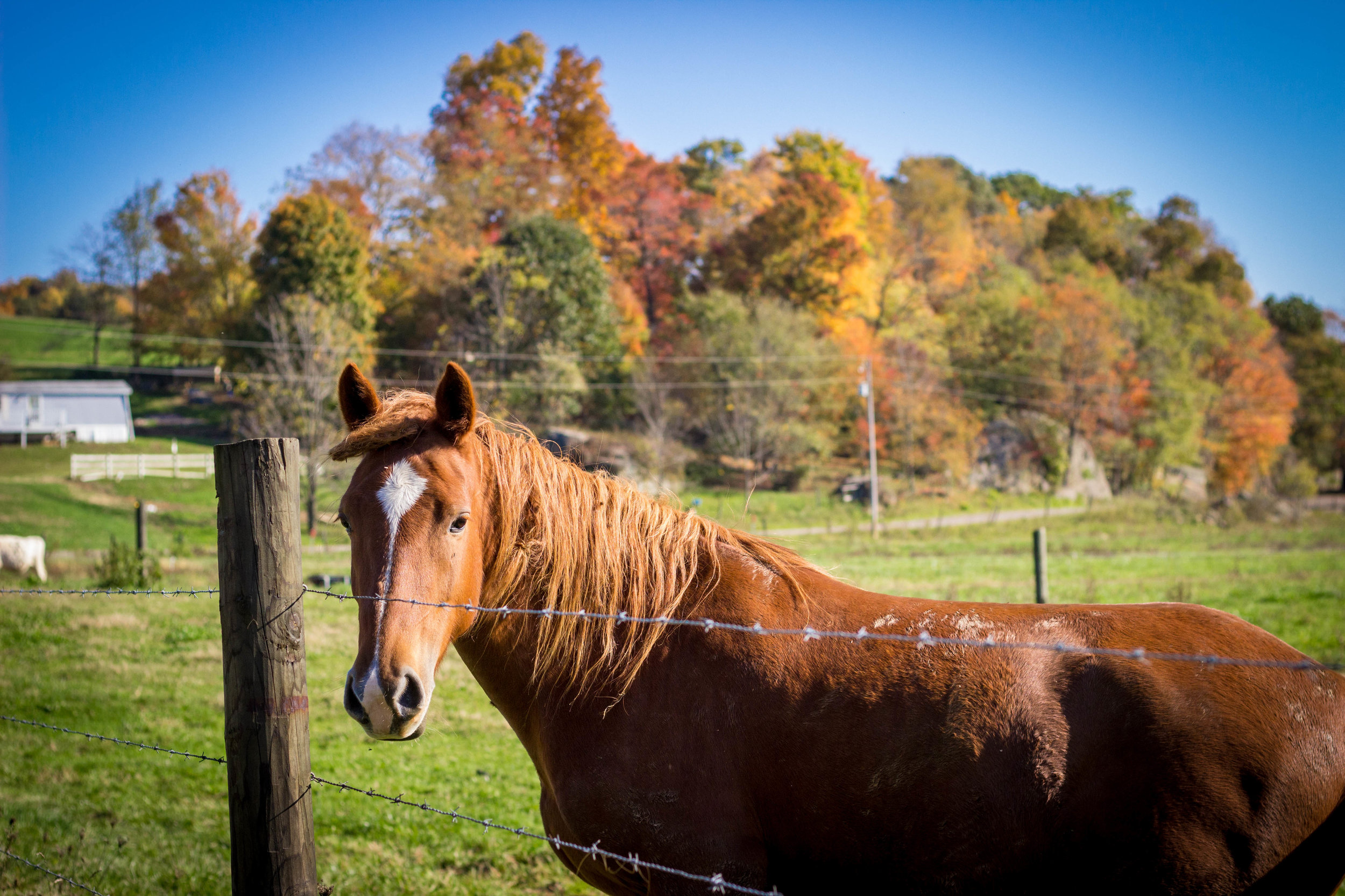 Fall Sunday Drive-5.jpg