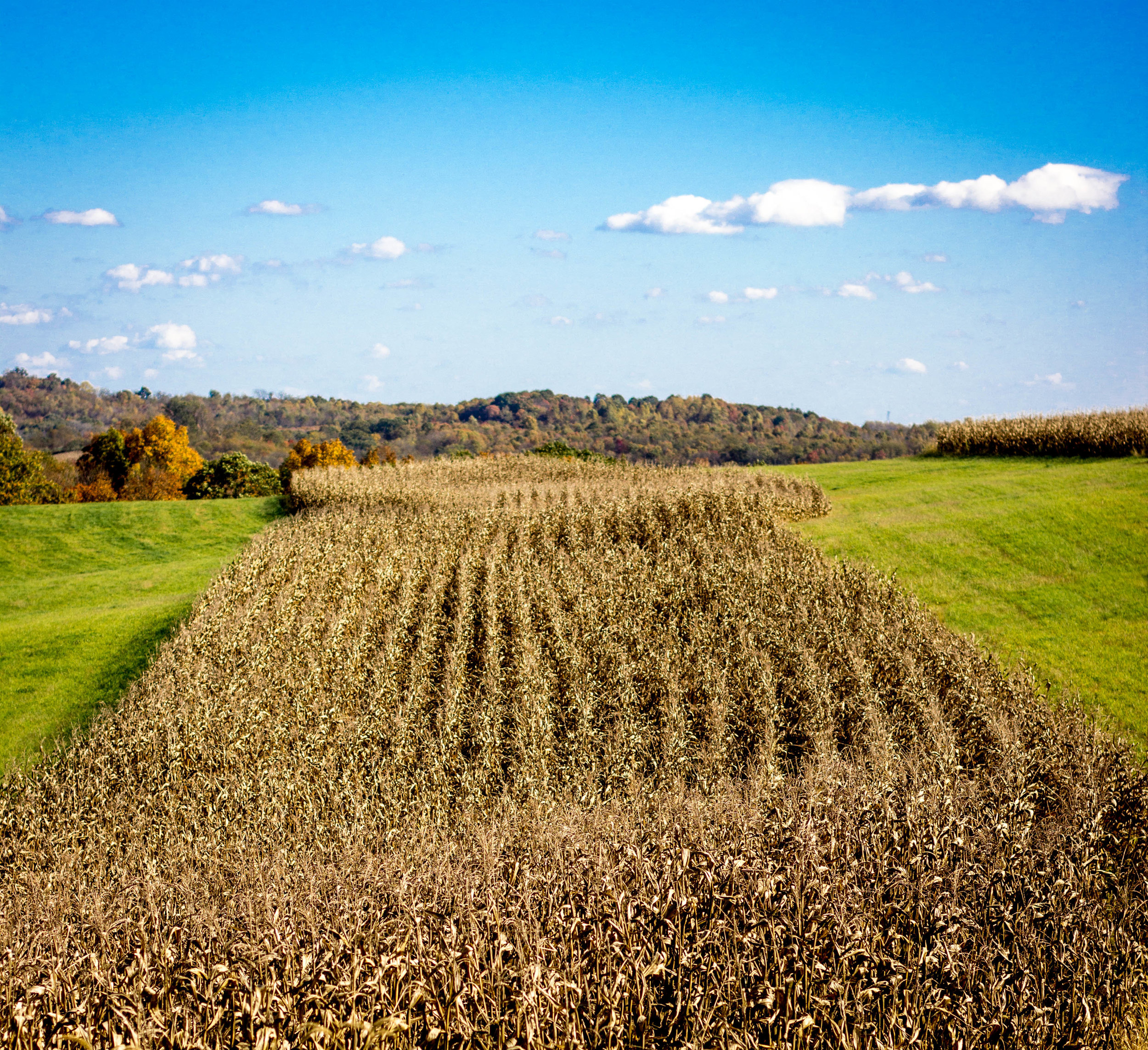 Beautiful Farm Lines