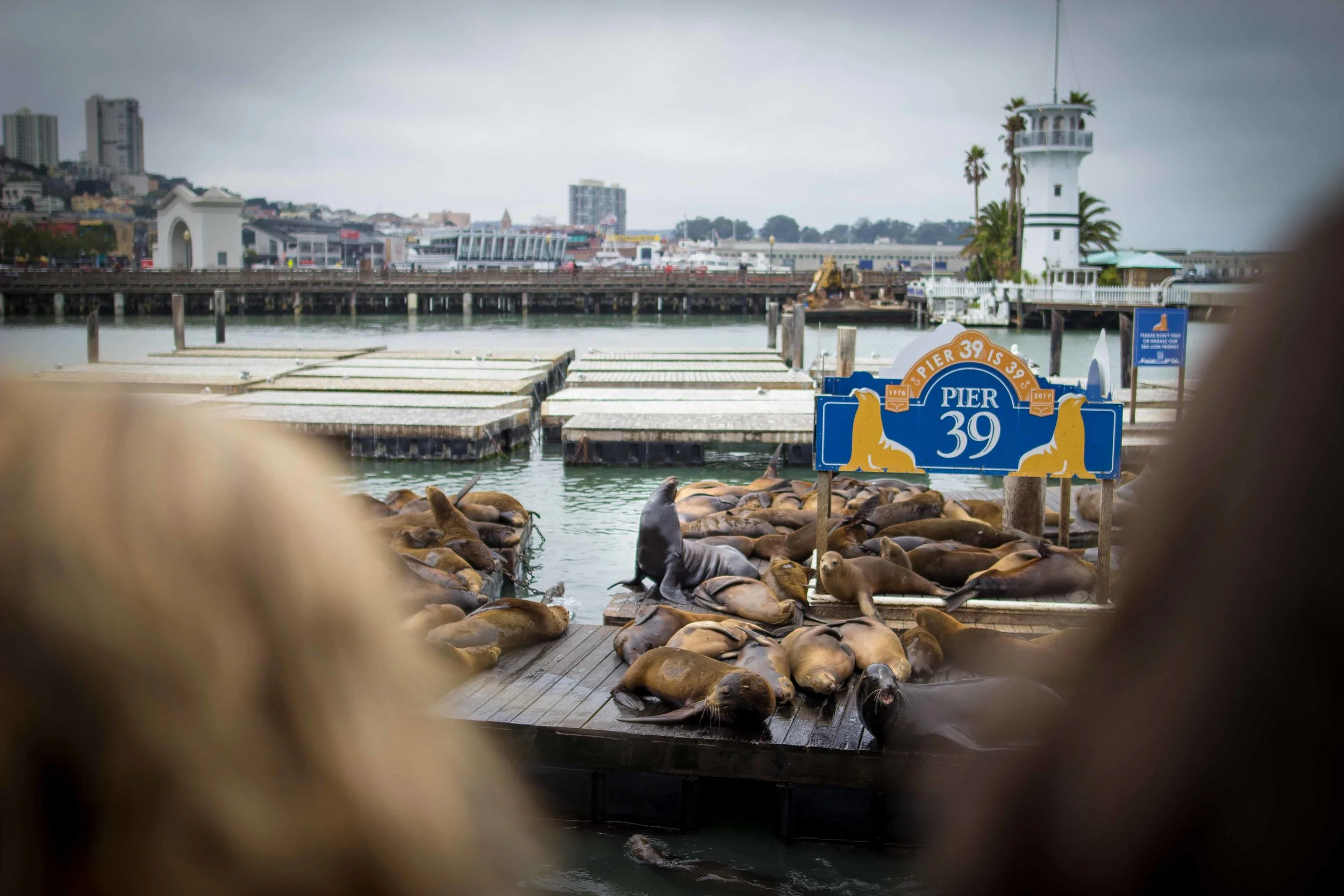 At the end of Pier 39 is approximately one million seals (ok closer to 1,000). I found this 1990 Good Morning America segment that documents their arrival.