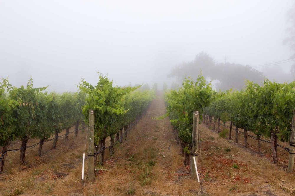Fog in the Vineyards