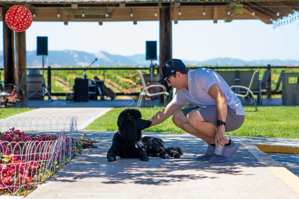  Eberle has two dogs roaming around. This is Barbera a 9mo poodle, and there was also Sangiovese an older poodle. 