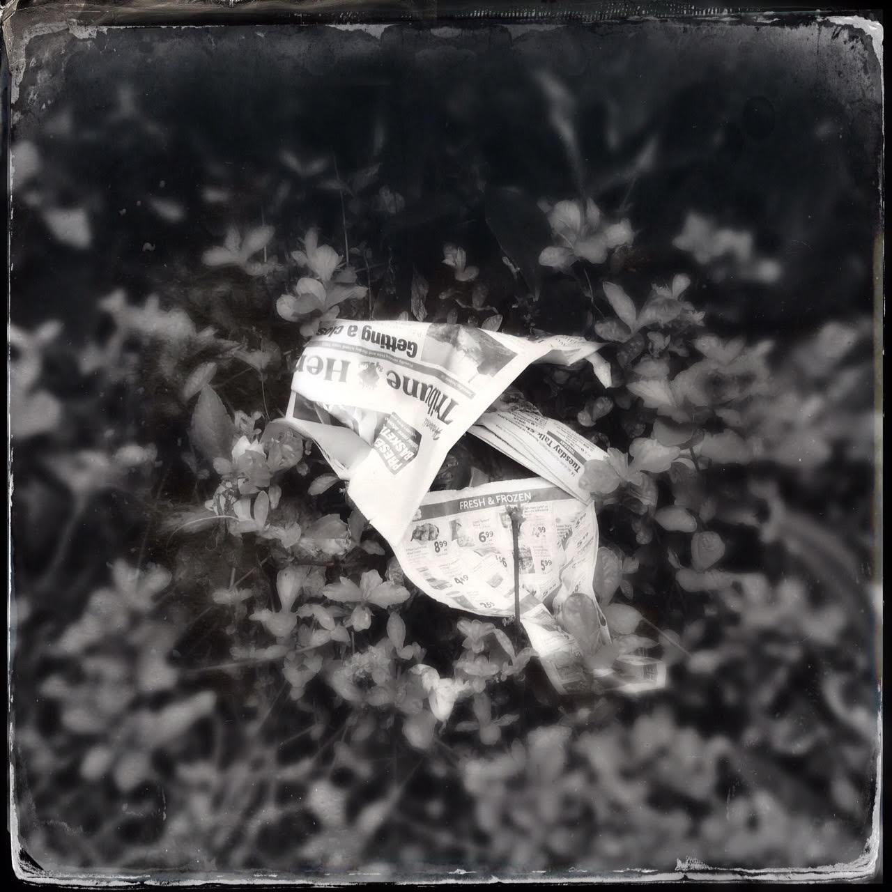 Gift Wrapping | ink and love mingled in the green | forgotten location, Hawaii | February 2015