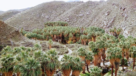 Indian Canyons Palm Springs California