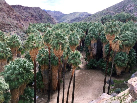 Indian Canyon Palm Springs California