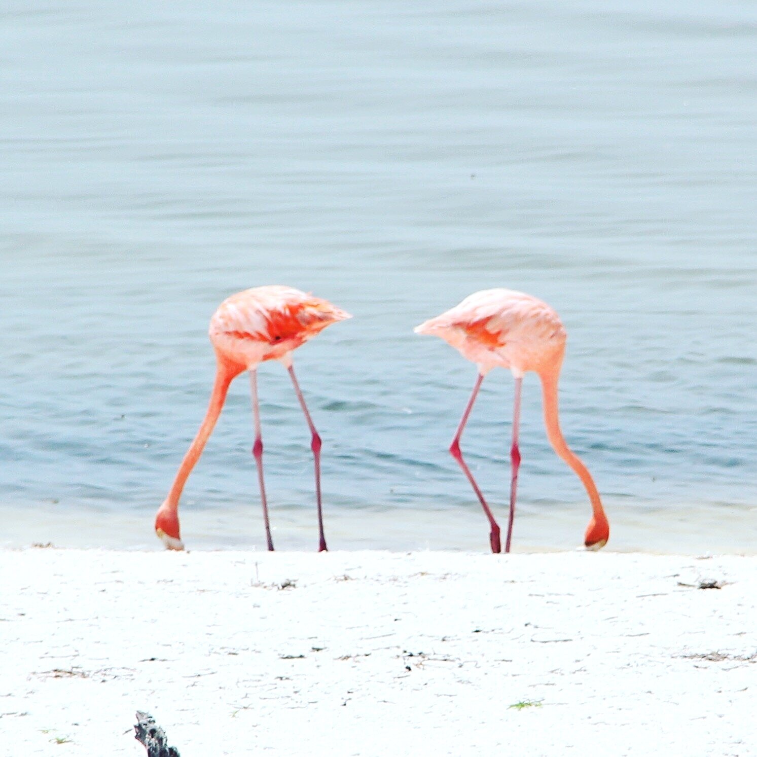 Holbox, Quitana Roo, Yucatan Peninsula, MEXICO