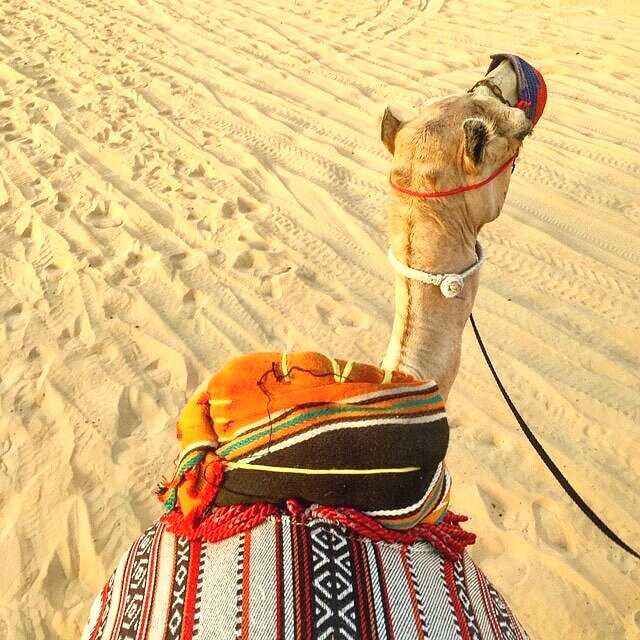 Heritage Desert Safaris, Dubai, Dubai Desert, Camel Ride