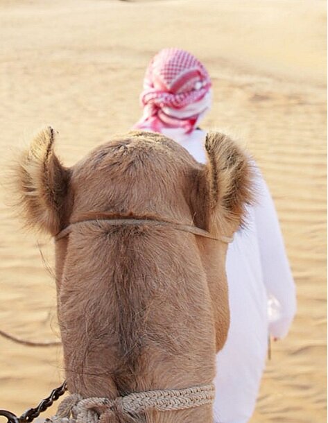 Heritage Desert Safaris, Dubai, Dubai Desert, Camel Ride