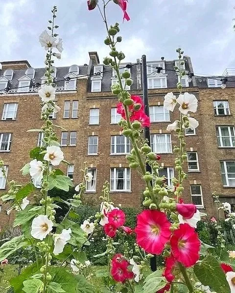 Henrietta Experimental Hotel on Henrietta Street in Covent Garden