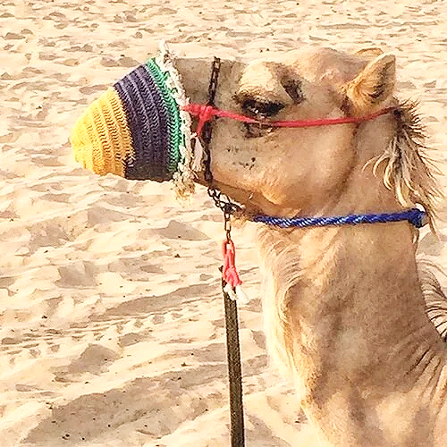 Duabi's Camels of the desert