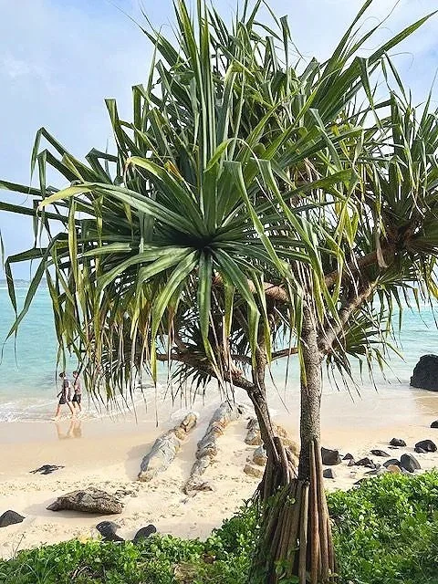 Relaxed holiday atmosphere at Kirra Point with surfers and families