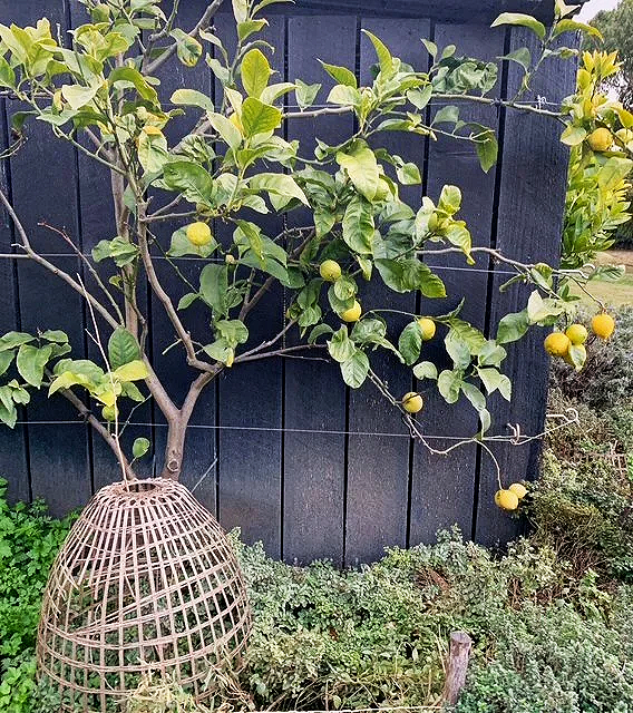 Chef‑prepared long lunch on Satellite Island featuring fresh Tasmanian produce