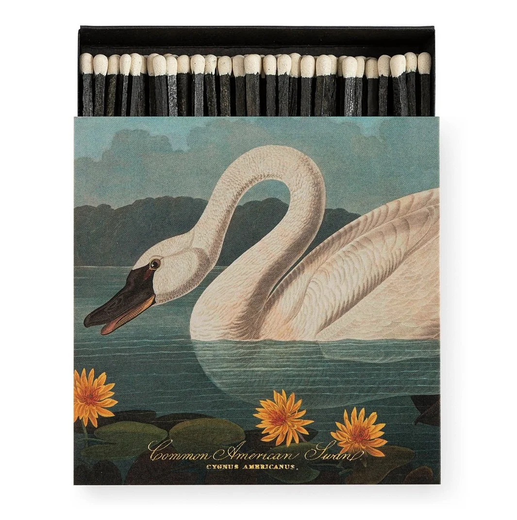 Archivist The Common American Swan by Audubon| Square - Safety Matches