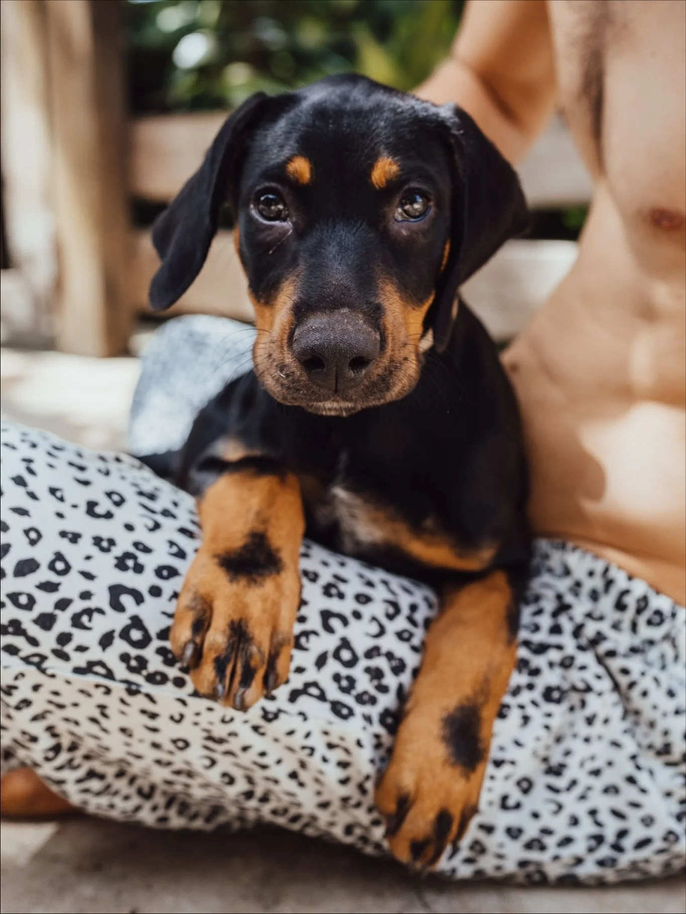 Rest in love my beautiful Bibou ✨🙏🫶
. 
3 months ago, our gorgeous Moon had puppies and we kept Bibou, aka Bibop or Swing Jr (he was carrying our previous dog’s legacy 🙏), a sweet and clever boy that was part of the family. Bibou didn’t